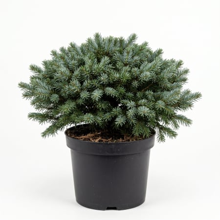 Picea - Picea omorika 'Karel' - Molid sârbesc 'Karel' 25 - 35 cm