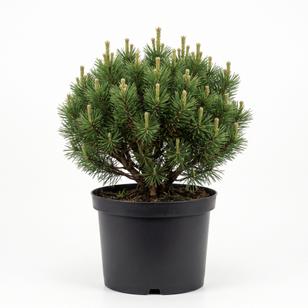 Pin - Pinus mugo 'Gnom' - Pin de munte 'Gnom' 40 - 50 cm
