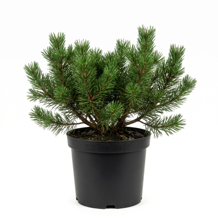 Pin - Pinus mugo var. pumilio - Pin de munte pitic (jneapăn) 30 - 40 cm