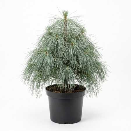 Pin - Pinus × schwerinii 'Wiethorst' - Pin Schwerin 'Wiethorst' 30 - 40 cm
