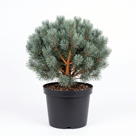 Pin - Pinus sylvestris 'Watereri' - Pin silvestru 'Watereri' 50 - 70 cm