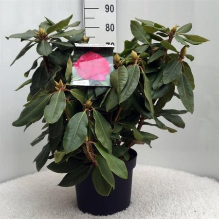 Rhododendron hybr. ‘Pearce’s American Beauty’ - Rhododendron cu flori roz-purpurii [1]