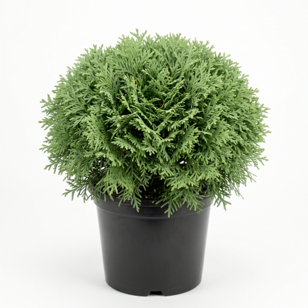 Tuia - Thuja occidentalis 'Mr. Bowling Ball' - Tuia occidentală 'Mr. Bowling Ball' 20 - 25 cm