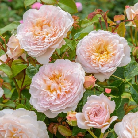 Trandafir Copac Emily Brontë [3]