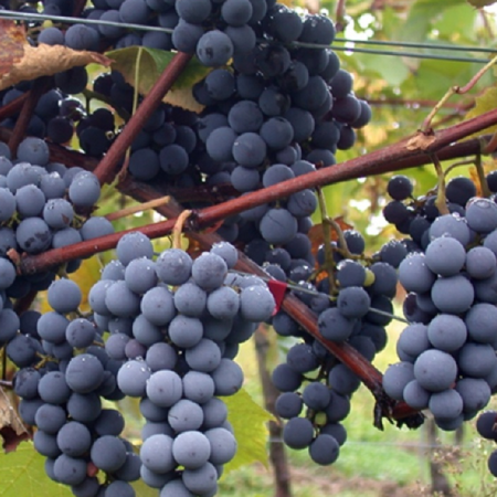 Viță de Vie Ananas Negru (Isabella) - de Vin - Anul 2 [2]