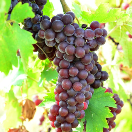 Viță de Vie Busuioacă de Bohotin - de Vin - Anul 2 [1]