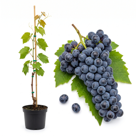 Vita de vie - Viță de Vie Fetească Neagră - de Vin - Anul 2