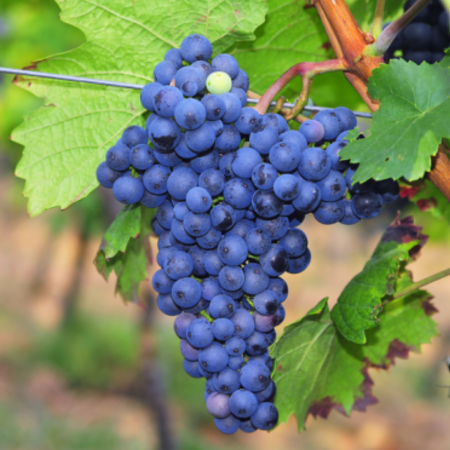 Viță de Vie Merlot - de Vin - Anul 2 [1]