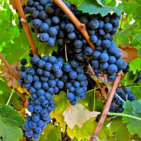 Viță de Vie Merlot - de Vin - Anul 2 [3]