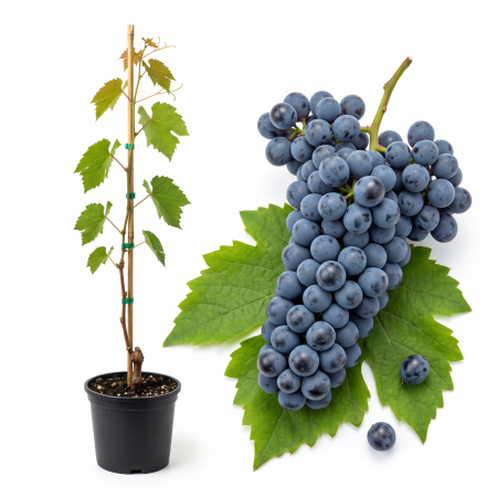 Vita de vie - Viță de Vie Merlot - de Vin - Anul 2