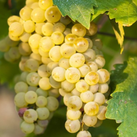 Viță de Vie Muscat Ottonel - de Vin - Anul 2 [1]