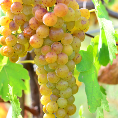 Viță de Vie Tămâioasă Românească - de Vin - Anul 2 [1]