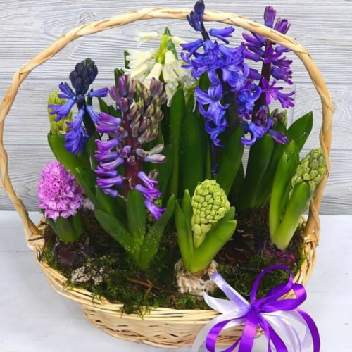 PLANTE DE PRIMĂVARĂ