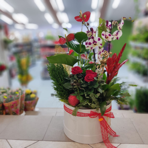CUTII PLANTE