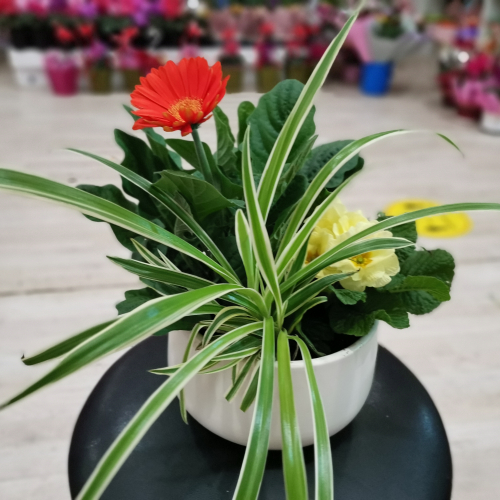 COMPOZIȚII PLANTE