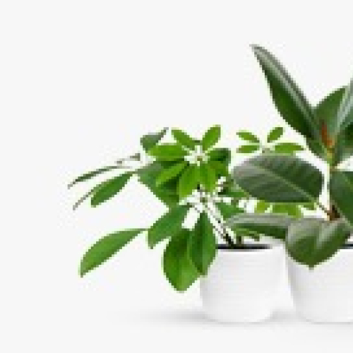 PLANTE DE SEZON