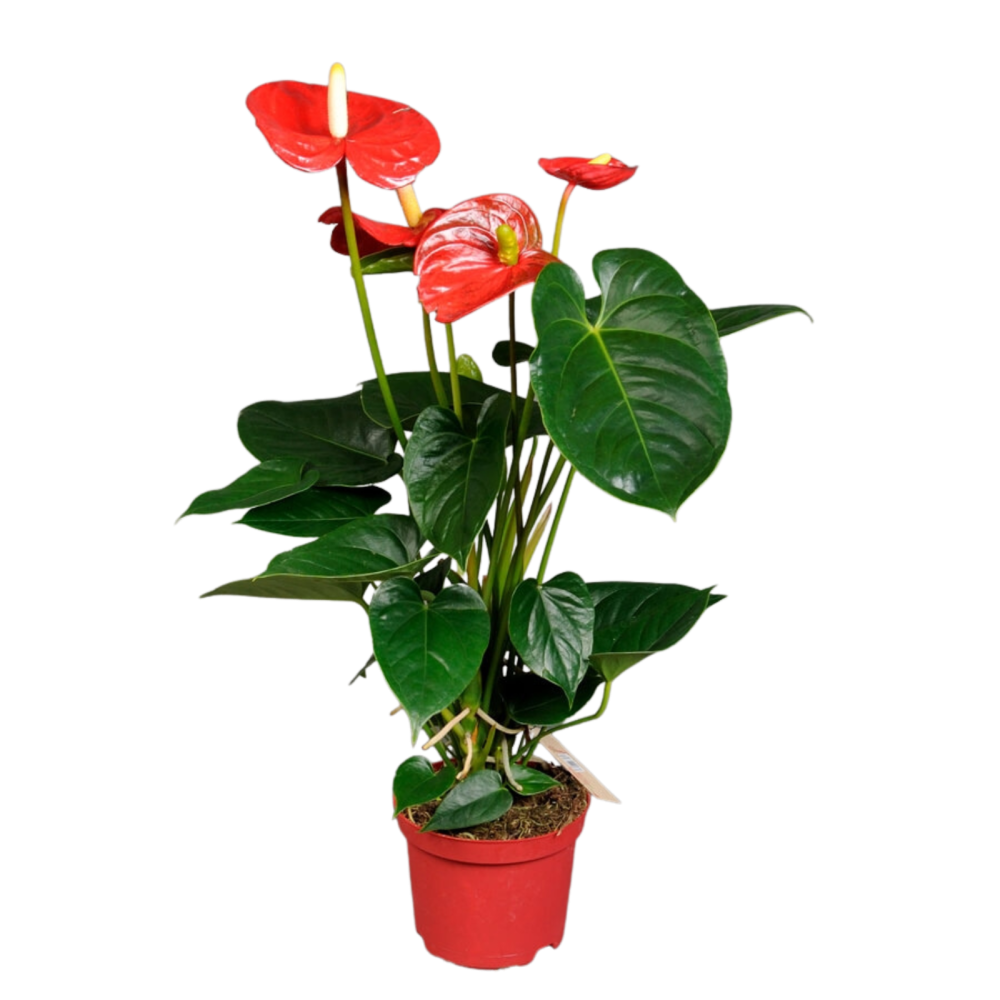 Anthurium mare roșu [1]