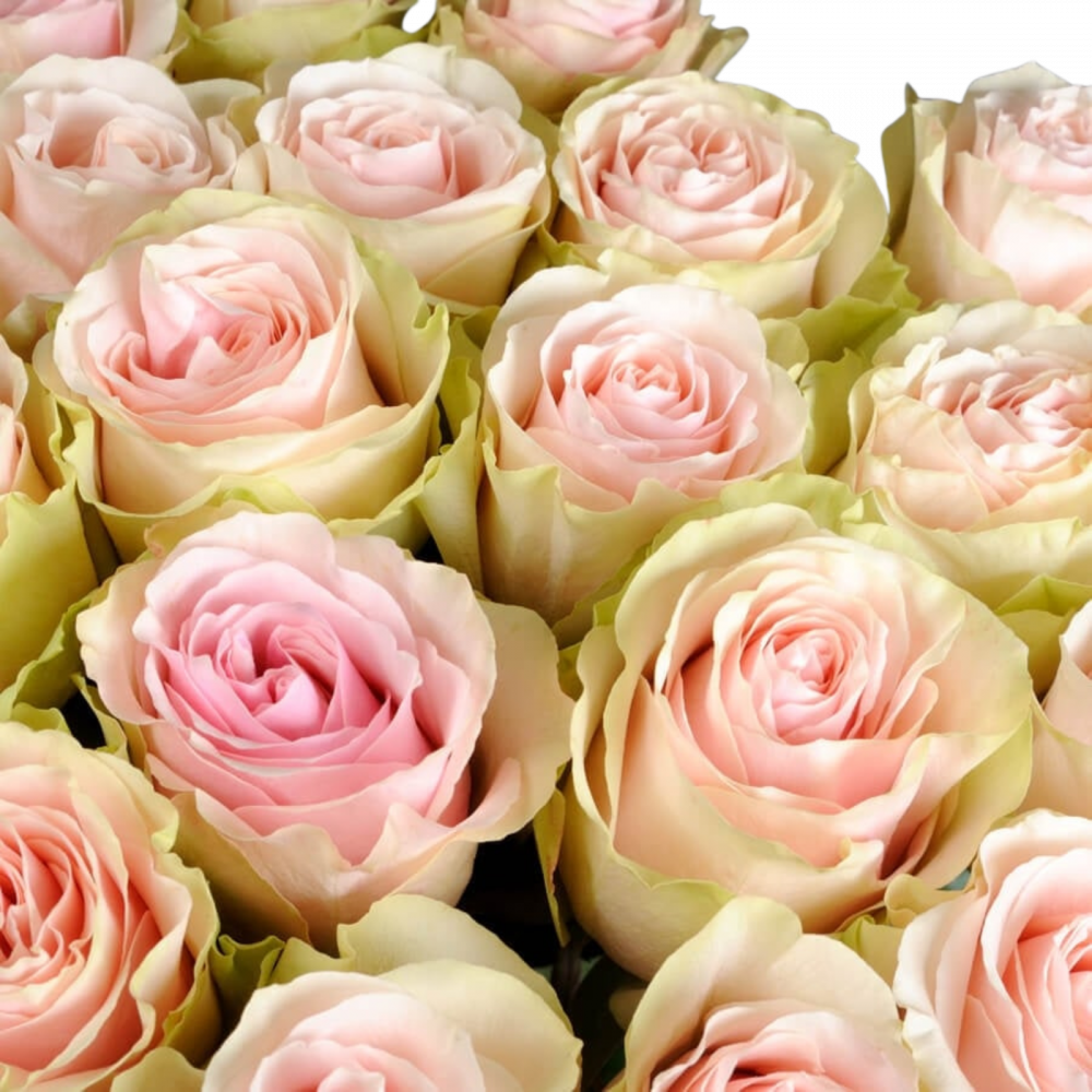 Buchet de trandafiri roz [2]