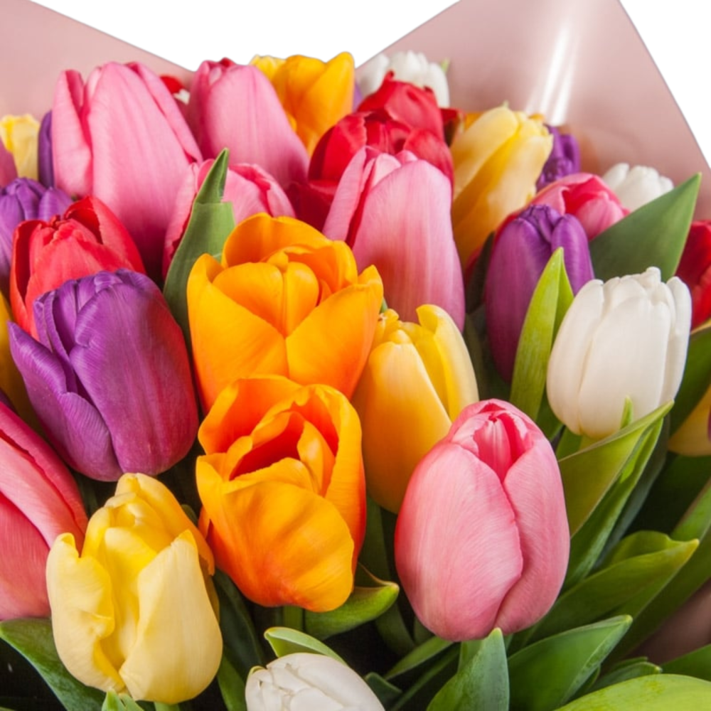 Buchet lalele multicolore [2]