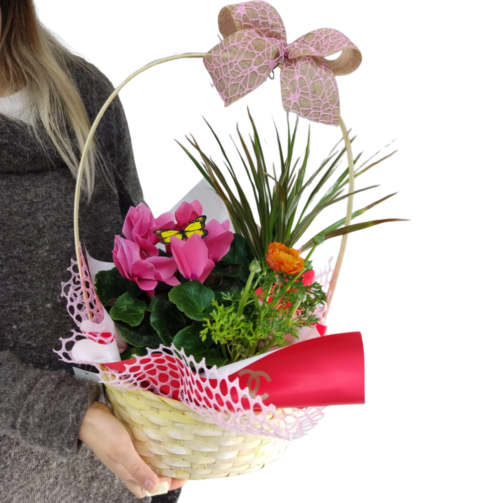 Compoziție de plante Cyclament, Ranunculus și Dracena [3]