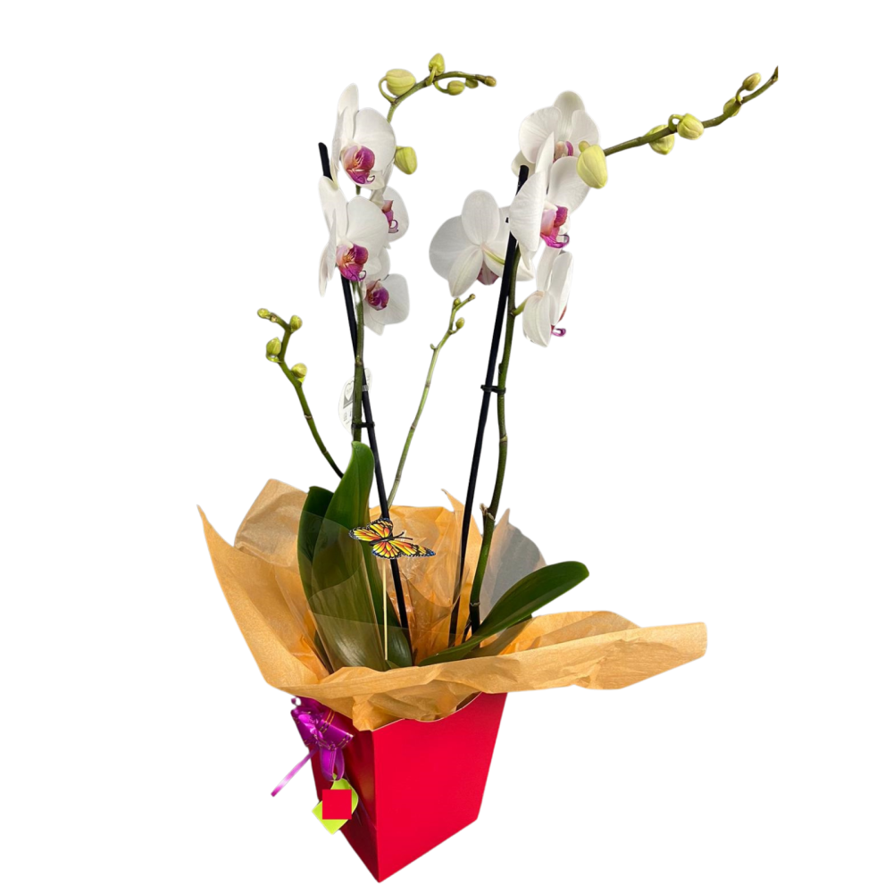 Orhidee Phallaeanopsis 2T albă [1]