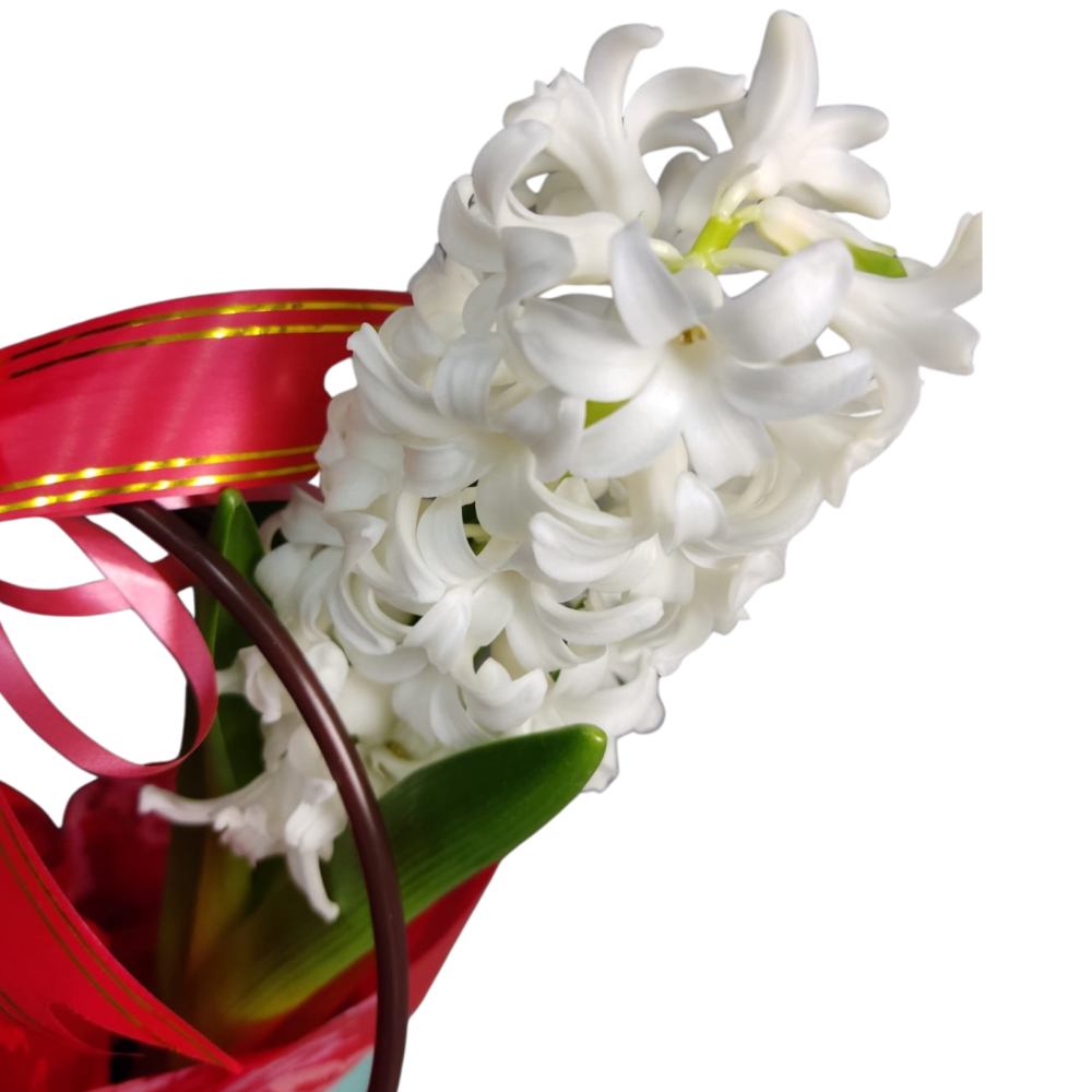 Sacoșică cu zambilă albă la ghiveci [2]