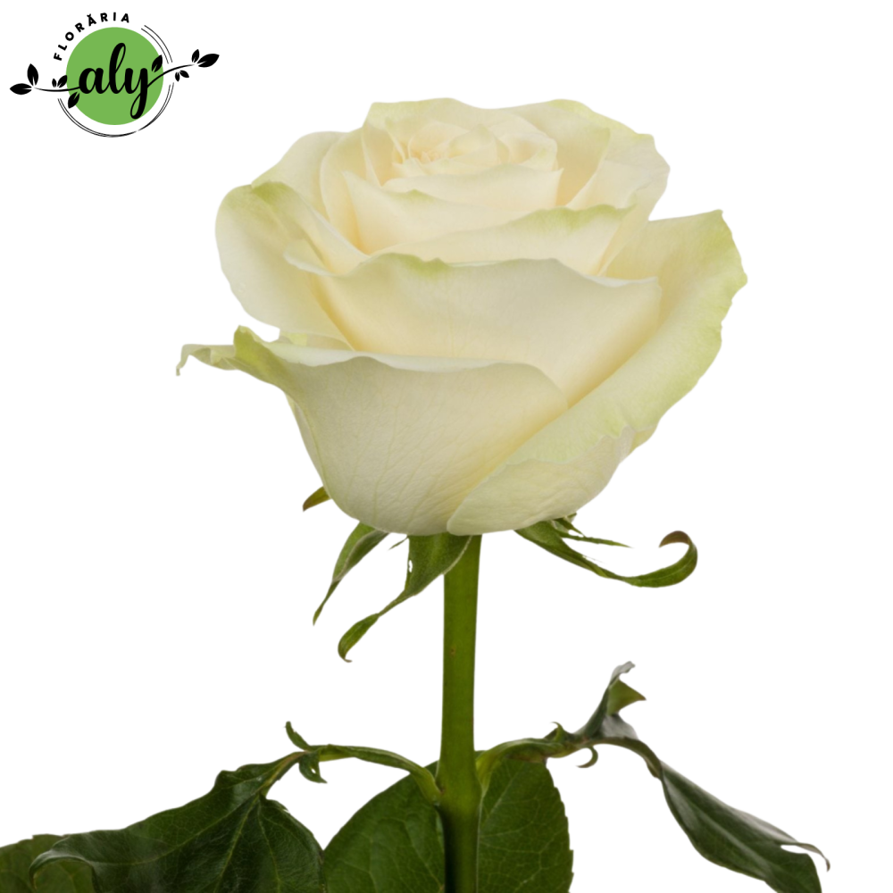 Trandafir Mondial Alb [1]