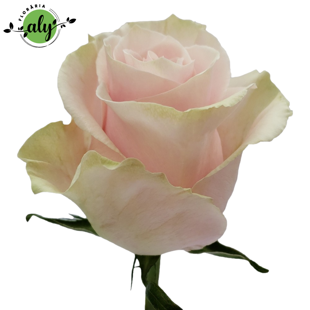Trandafir Pink Mondial [1]