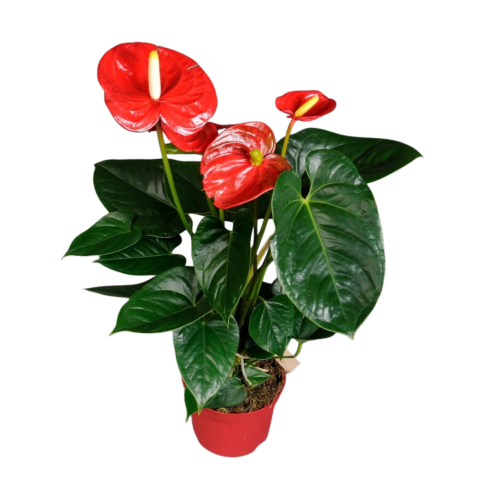 Anthurium mare roșu [1]