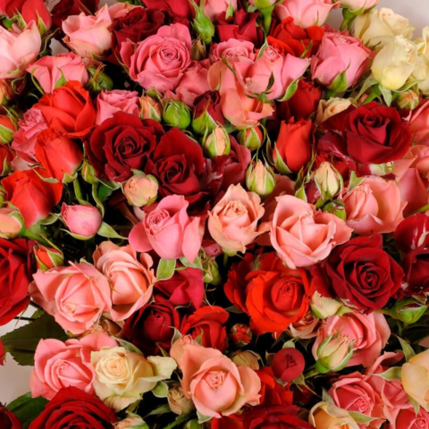 Buchet minirosa multicolore [1]