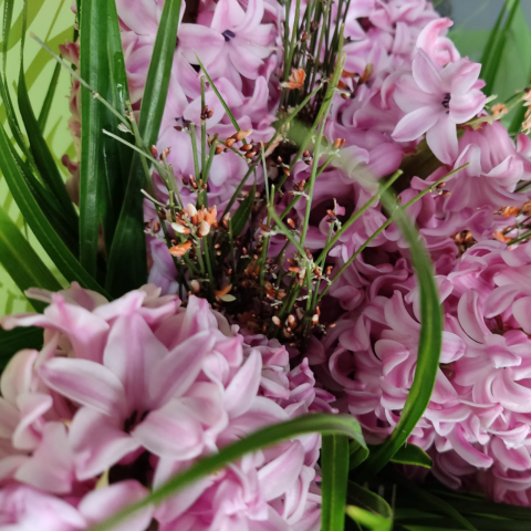 Buchet zambile roz [1]