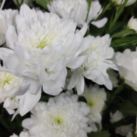 Buchet funerar din crizanteme albe [1]