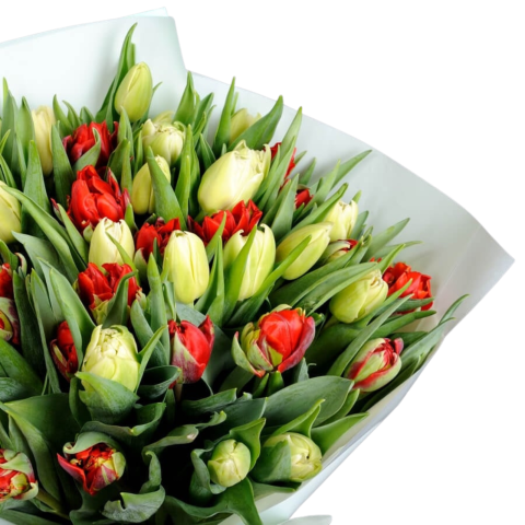 Buchet lalele roșii și crem [1]