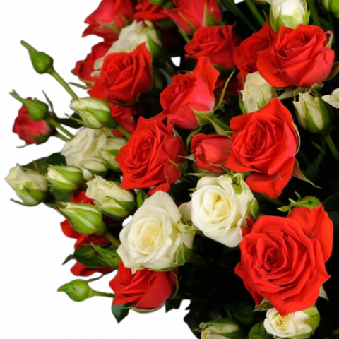 Buchet minirose roșii și albe [1]