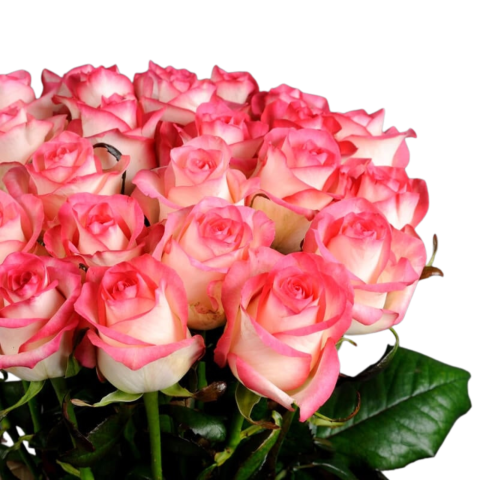 Buchet trandafiri Blush [1]