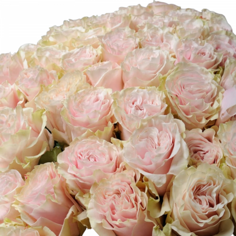 Buchet trandafiri roz pal ”Pink Mondial” [1]