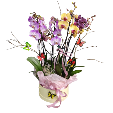 COMPOZIȚII PLANTE - Compoziție cu Orhidee Phalaeanopsis