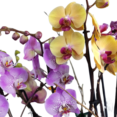 Compoziție cu Orhidee Phalaeanopsis [1]