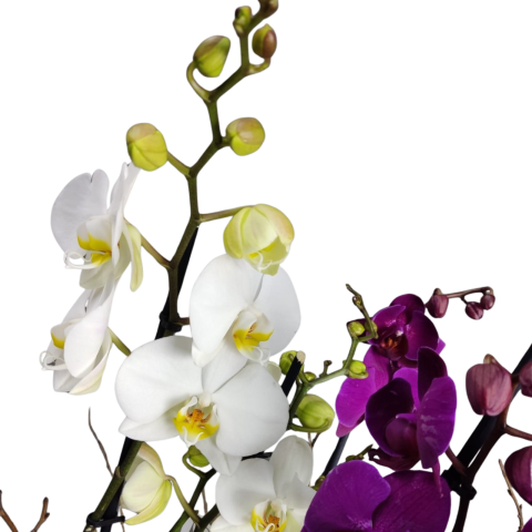 Compoziție cu Orhidee Phalaeanopsis + Cadou Spumant & Praline [1]