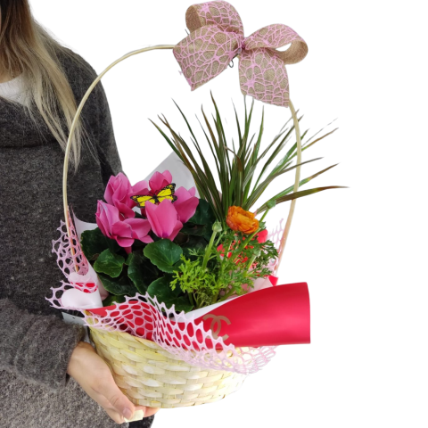 Compoziție de plante Cyclament, Ranunculus și Dracena [2]