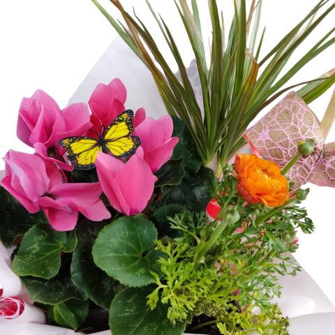 Compoziție de plante Cyclament, Ranunculus și Dracena [1]