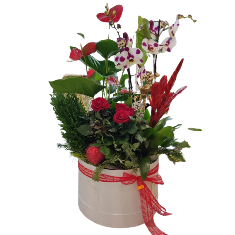 PLANTE DE SEZON - Compoziție DeLuxe Orhideea Phalaeanopsis, Anthurium, Vrisea, Minirosa și Brăduț