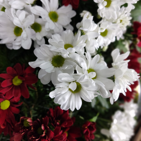Coroană funerară 2D crizanteme grena și albe [2]