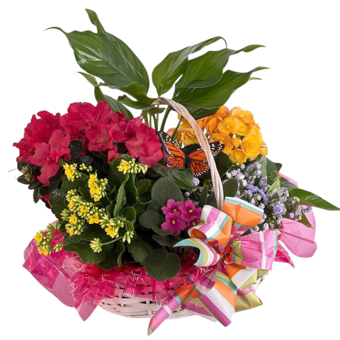 COMPOZIȚII PLANTE - Coș cu mix de plante multiflore