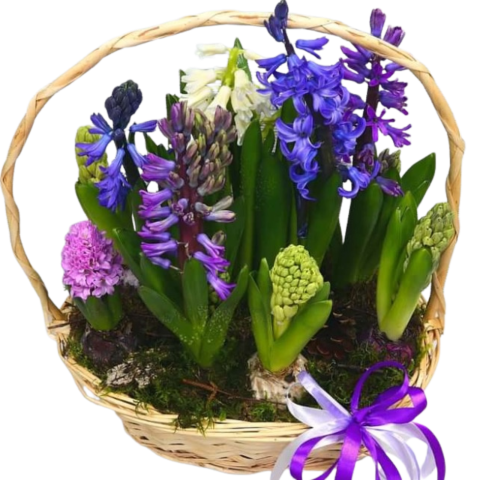 DE EXTERIOR - Coș cu zambile la ghiveci