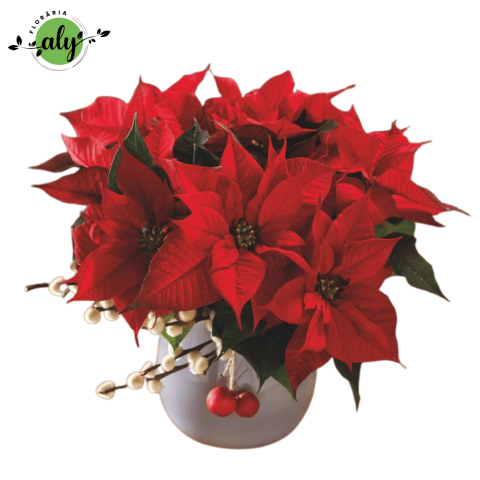 CERAMICĂ CU PLANTE - Crăciuniță roșie în vas ceramic