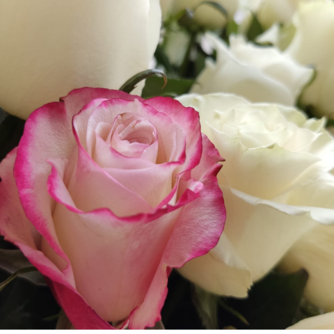 Cutie inimă ”The Love Of White Rose” [1]