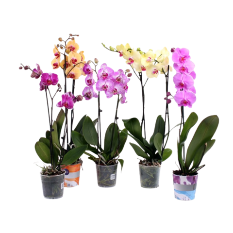 Orhidee Phalaeanopsis 2T