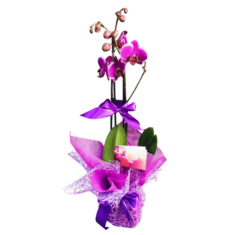 DE INTERIOR - Orhidee Phalaeanopsis mov