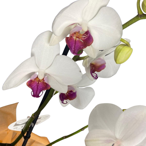 Orhidee Phallaeanopsis 2T albă [1]